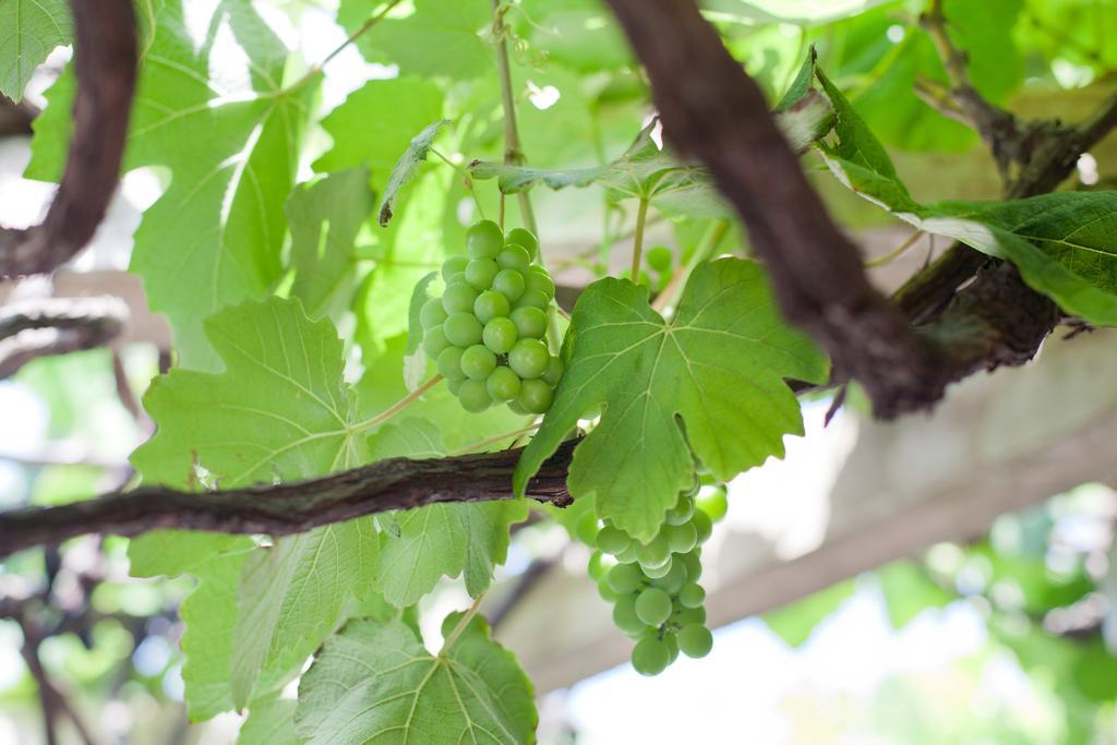 The Vineyard On Ballito Exteriör bild